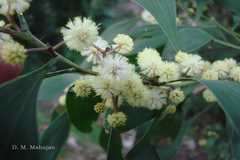 Acacia melanoxylon